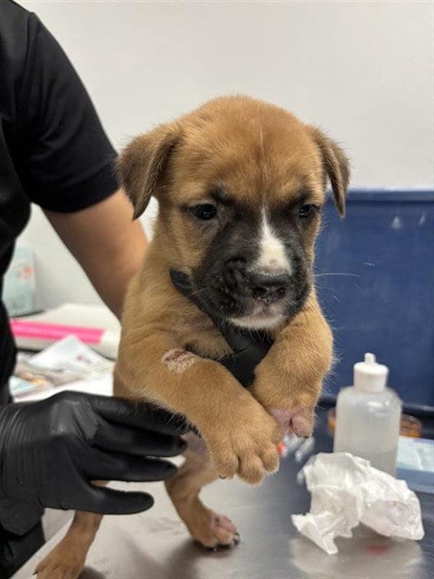 Photo of Timon, adoptable Labrador Retriever in Corpus Christi, Texas