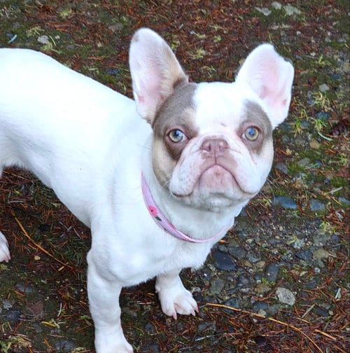 Photo of Aubrey, adoptable French Bulldog in Olalla, Washington