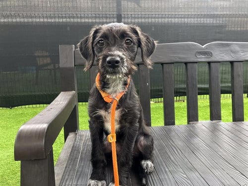 Photo of Maizie, adoptable Miniature Schnauzer in Orange, California