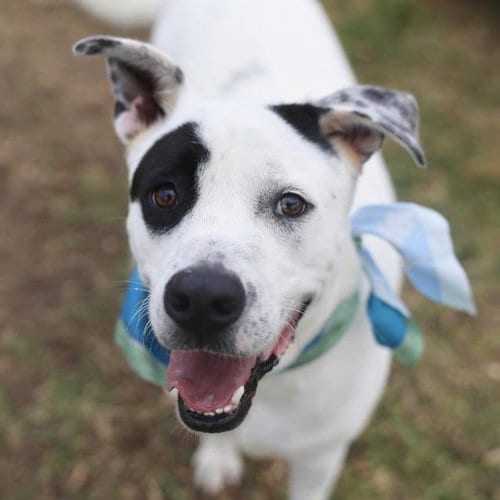 Photo of Lalo, adoptable American Staffordshire Terrier in San Antonio, Texas