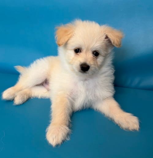 Photo of BTS: Staples, adoptable Pomeranian in Romoland, California