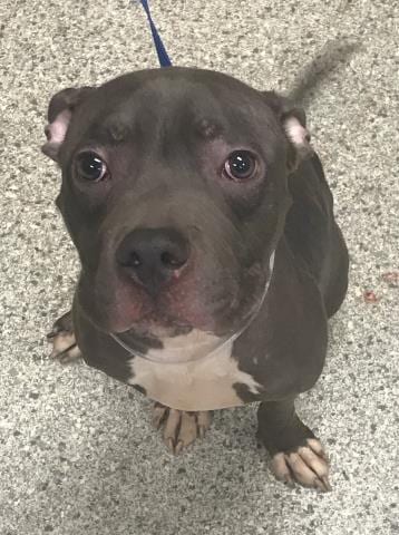 Photo of Maui, adoptable American Staffordshire Terrier in Conroe, Texas