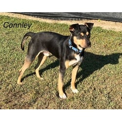 Photo of Connley, adoptable Mixed Breed (Medium) in Medfield, Massachusetts