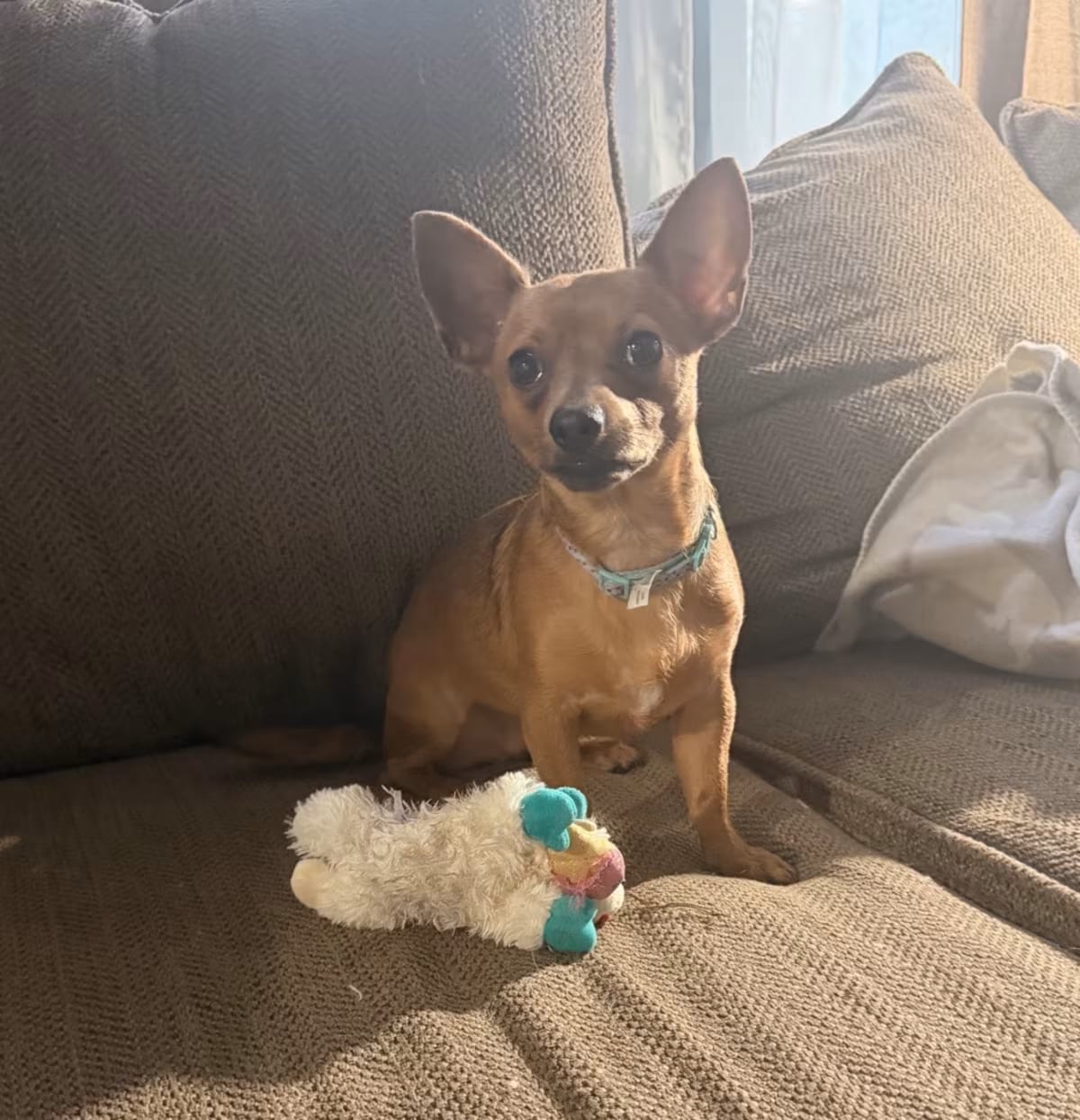Photo of Ducky, adoptable Chihuahua in Baton Rouge, Louisiana