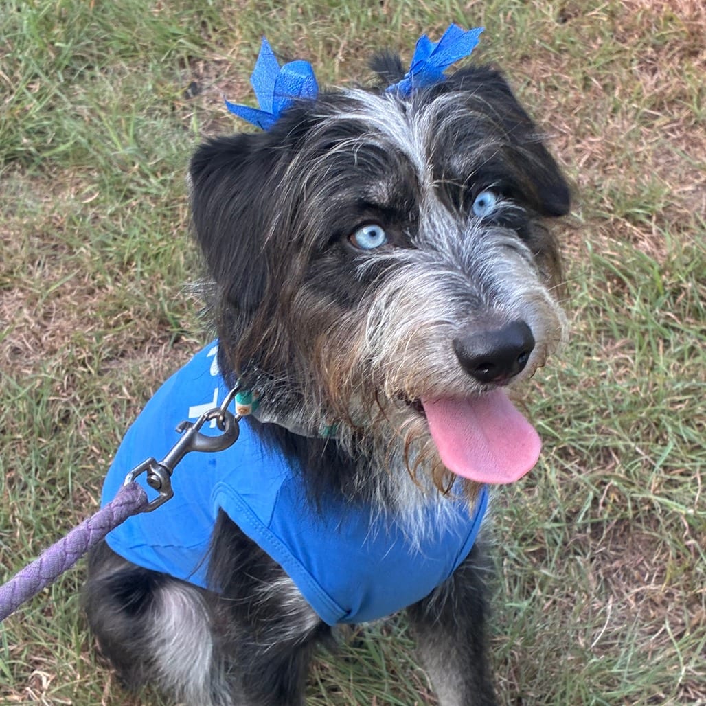 Photo of Darla, adoptable Pointer, German Shorthaired / Mixed Breed (Medium) in Dallas, Texas