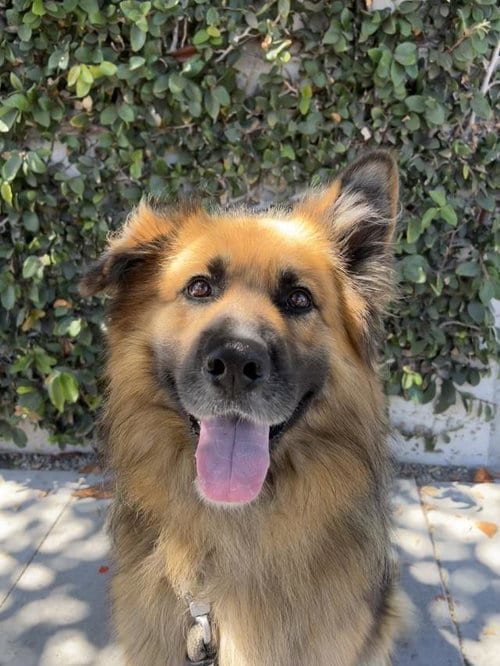 Photo of Marco, adoptable German Shepherd Dog in Santa Barbara, California
