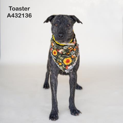 Photo of Toaster, adoptable Pit Bull Terrier in Conroe, Texas