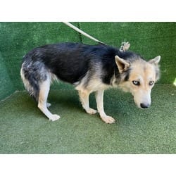 Photo of Arleen, adoptable German Shepherd Dog in Lancaster, California