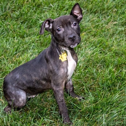 Photo of George, adoptable Pit Bull Terrier in Maryland, Missouri