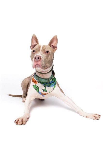 Photo of Walter, adoptable American Pit Bull Terrier in Miami, Florida