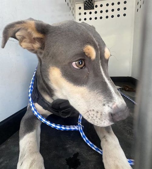 Photo of Pretty Boy, adoptable Australian Kelpie in Bakersfield, California