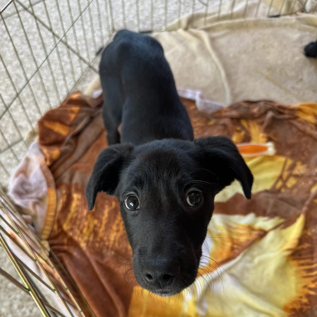 Photo of Bruce, adoptable Mixed Breed (Medium) in St. Charles, Missouri