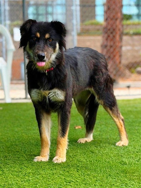 Photo of Mama Bear, adoptable German Shepherd Dog in Agoura, California
