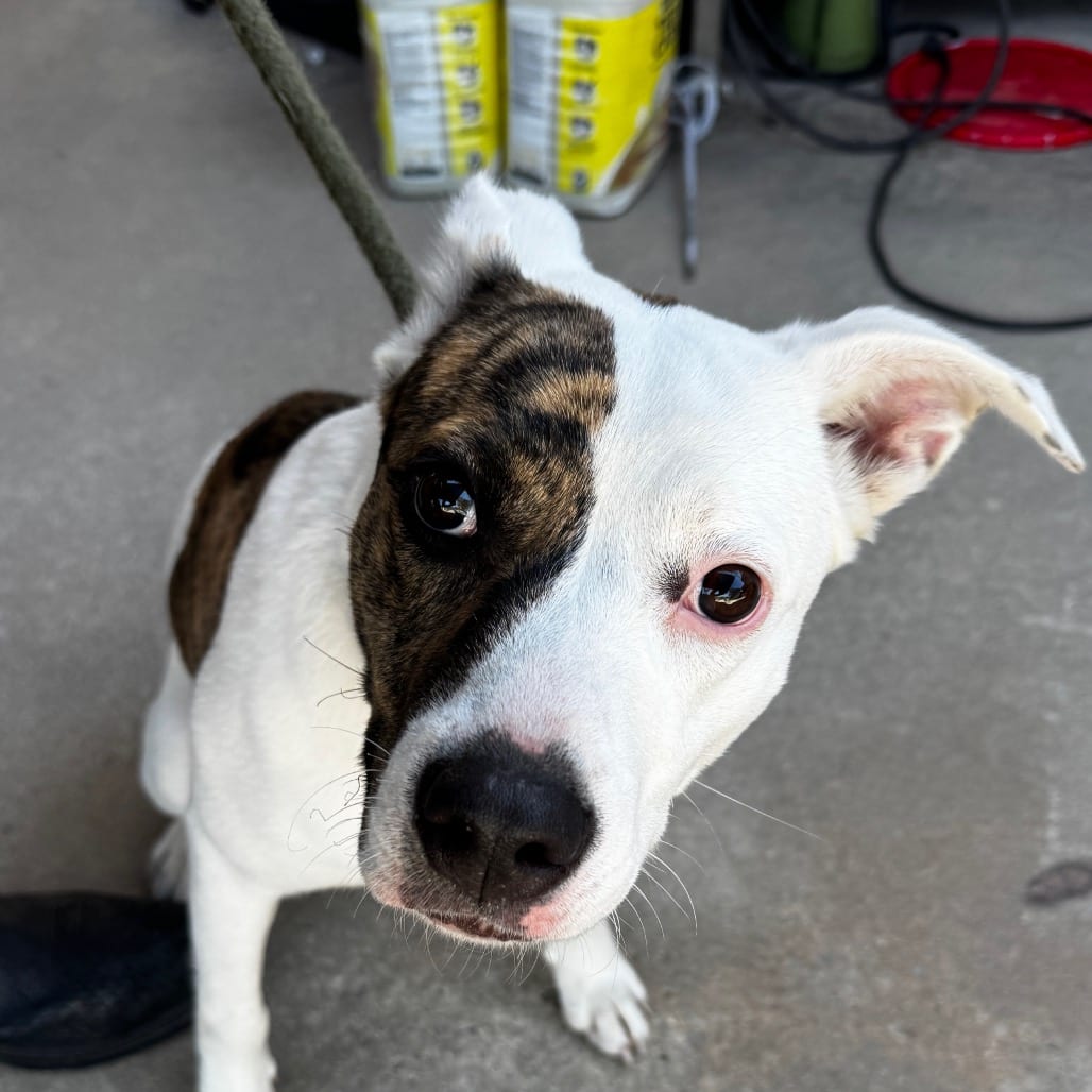 Photo of Scarlett, adoptable Hound, Plott / Mixed Breed (Medium) in Hinesville, Georgia