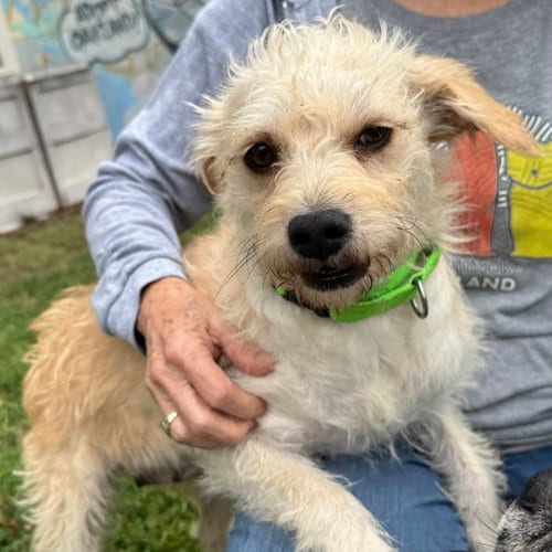 Photo of Gretchen, adoptable Terrier in Oakland, California