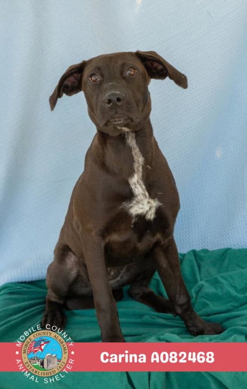 Photo of Carina, adoptable Labrador Retriever in Mobile, Alabama