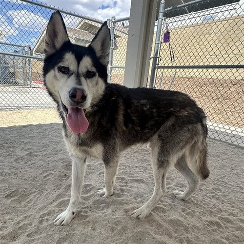 Photo of Jariah, adoptable Alaskan Malamute in Thousand Palms, California