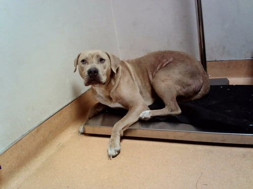 Photo of Lana, adoptable Pit Bull Terrier in Martinez, California