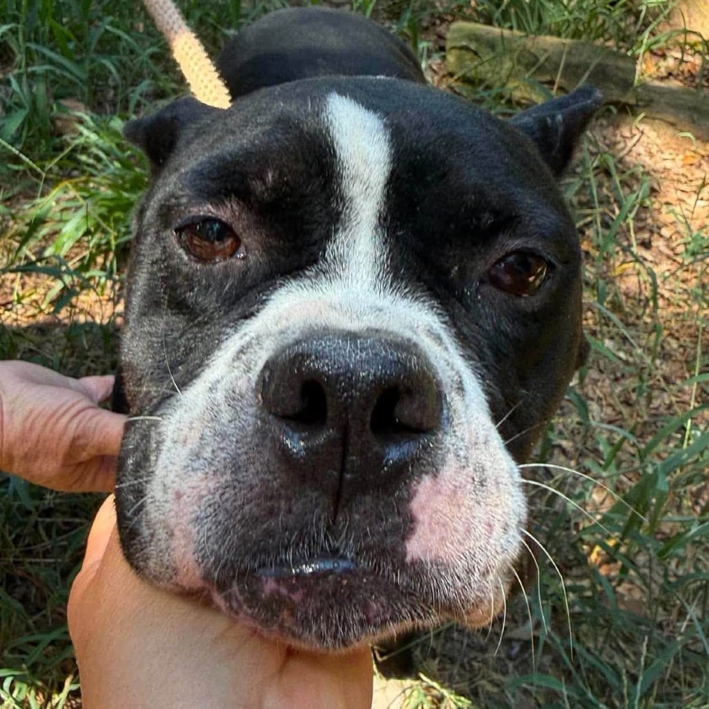 Photo of Mary Lumi, adoptable Mixed Breed (Medium) in Whitestone, New York