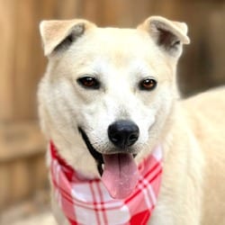 Photo of Tito, adoptable Labrador Retriever Shiba Inu in Hondo, Texas