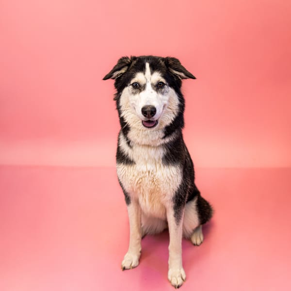 Photo of Endora, adoptable Siberian Husky cross in Lawrenceville, Georgia
