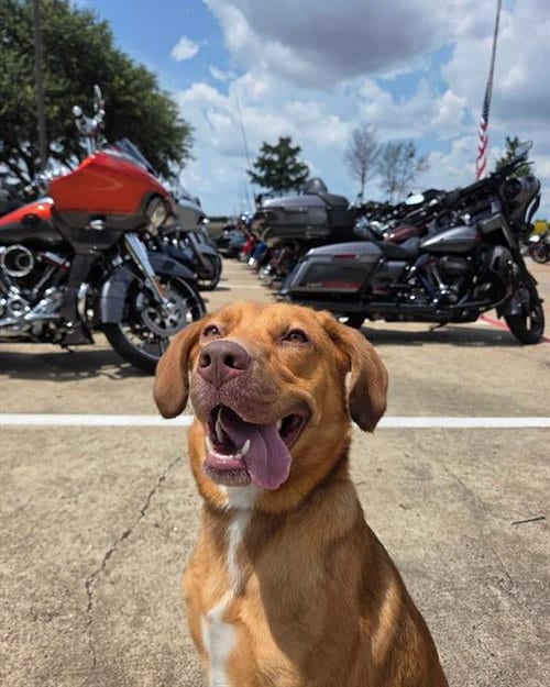 Photo of Rabbit, adoptable Labrador Retriever in Rosenberg, Texas