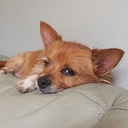 Photo of Sadie, adoptable Yorkie, Yorkshire Terrier Chihuahua in Bridgeton, Missouri