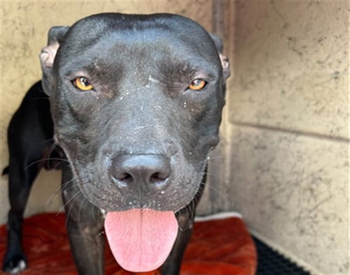 Photo of Ryno, adoptable Pit Bull Terrier in Killeen, Texas