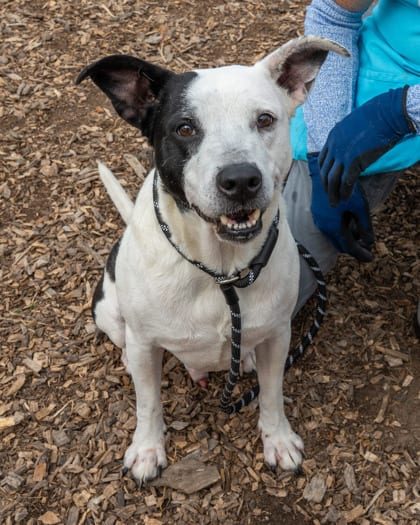 Photo of Caldwell, adoptable dog in Chamblee, Georgia