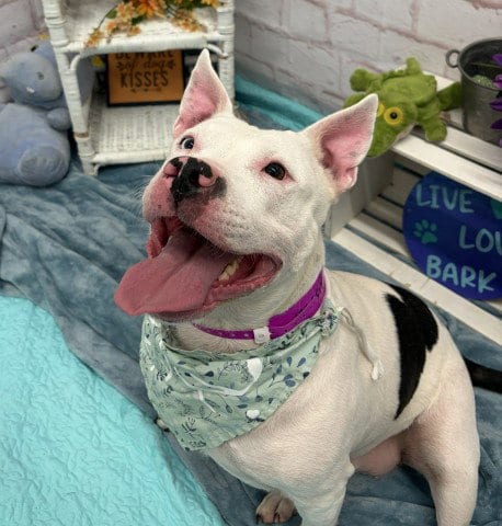 Photo of Oink, adoptable American Staffordshire Terrier in Detroit, Michigan
