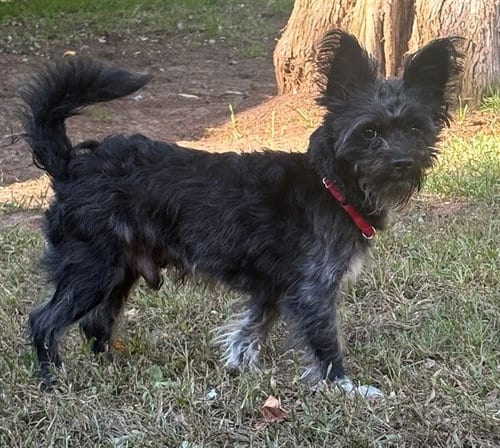 Photo of Buddy, adoptable Miniature Schnauzer in Brewster, Massachusetts