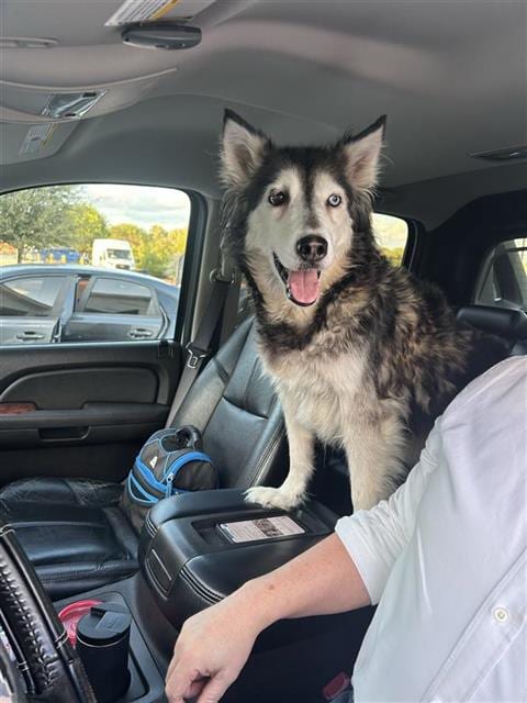 Photo of Lulu, adoptable Siberian Husky in San Antonio, Texas