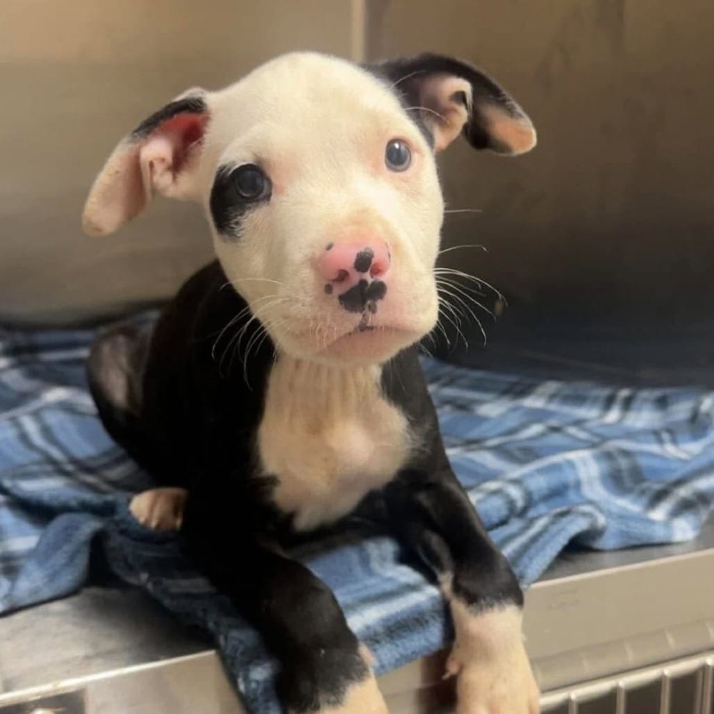 Photo of Meleys (p), adoptable Mixed Breed (Small) in Whitestone, New York