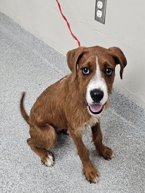 Photo of Red Sonja, adoptable Miniature Schnauzer in Pasadena, Texas