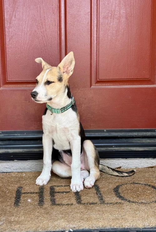 Photo of Blueberry, adoptable Jack Russell Terrier in San Diego, California