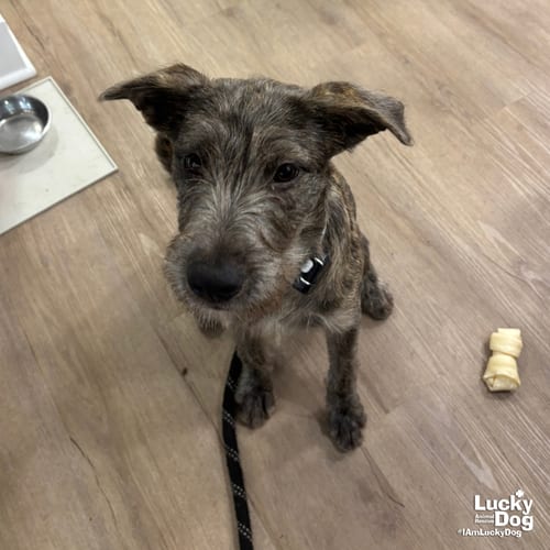 Photo of Kettle, adoptable Airedale Terrier in Washington, District of Columbia