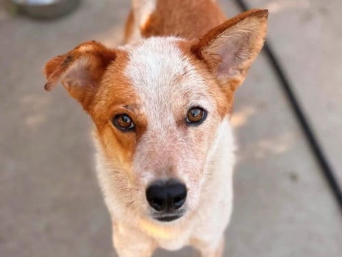 Photo of Hamburger Helper, adoptable Australian Cattle Dog/Blue Heeler in Tulsa, Oklahoma