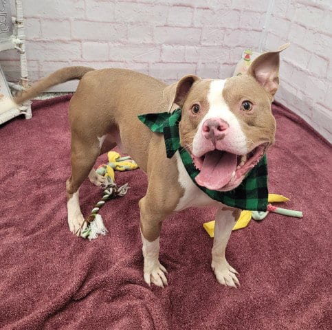 Photo of Moses, adoptable Pit Bull Terrier in Detroit, Michigan