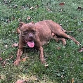 Photo of Judy, adoptable Mixed Breed (Medium) in Winston-Salem, North Carolina