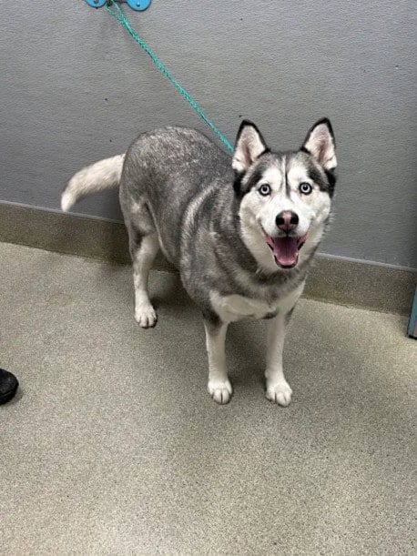 Photo of Chili Pepper, adoptable Siberian Husky in Las Vegas, Nevada