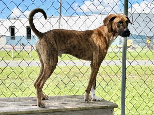 Photo of Mason, adoptable Hound in Panama City, Florida