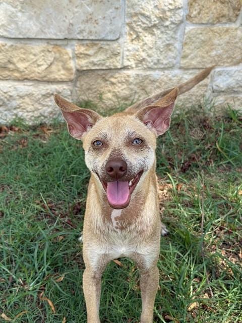 Photo of Dobey, adoptable Chihuahua in Sugar Land, Texas