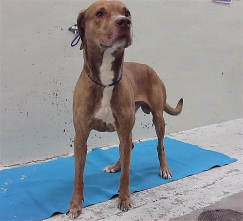 Photo of Khaos, adoptable Staffordshire Bull Terrier in Houston, Texas