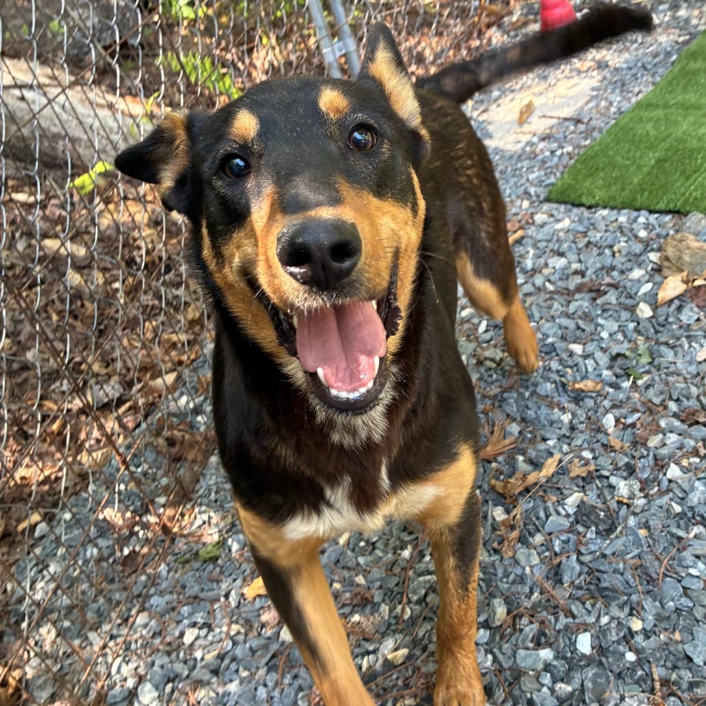 Photo of Simon, adoptable Shepherd