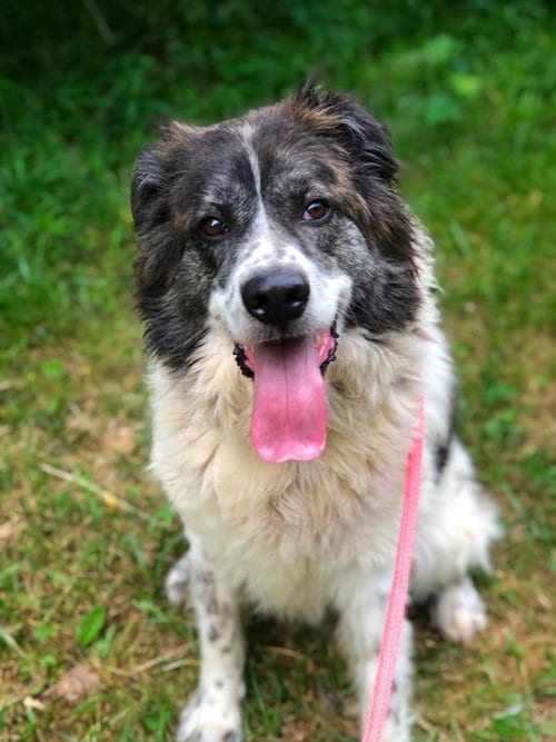 Photo of Kodiak, adoptable Great Pyrenees in Elkins, West Virginia