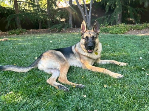 Photo of My Tye, adoptable German Shepherd Dog in Sandy, Utah