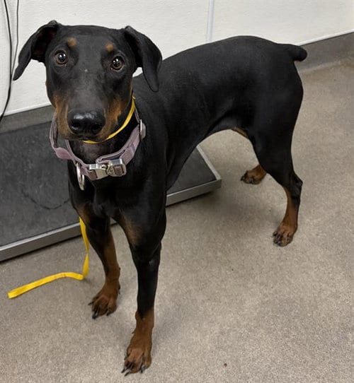 Photo of Molly, adoptable Doberman Pinscher in HESPERIA, California