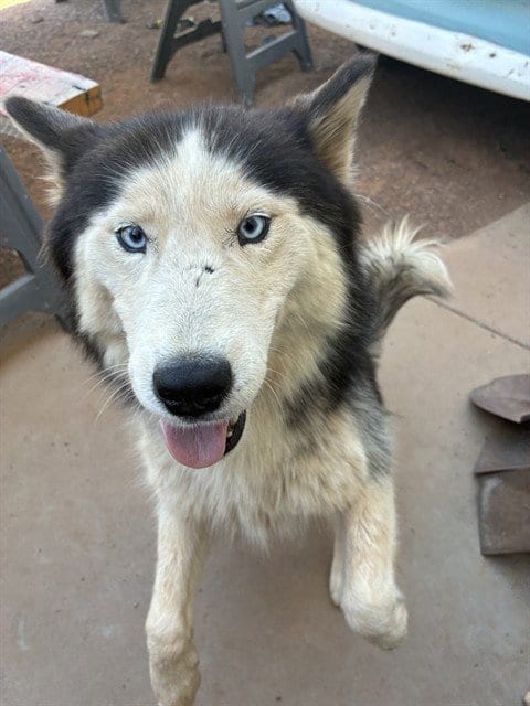 Photo of Wisteria, adoptable Siberian Husky in Phoenix, Arizona
