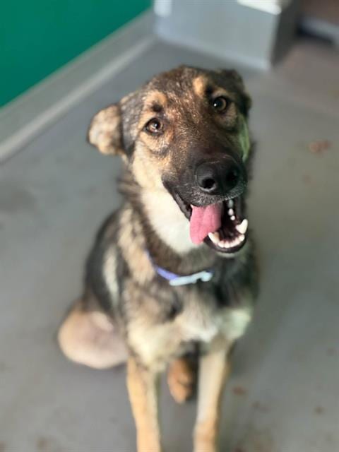 Photo of Margo, adoptable German Shepherd Dog in Visalia, California