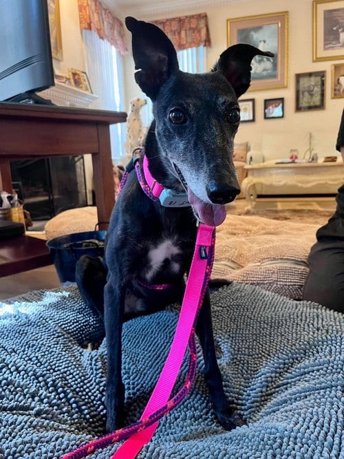 Photo of Maisie, adoptable Whippet in Millsboro DELAWARE, New Jersey